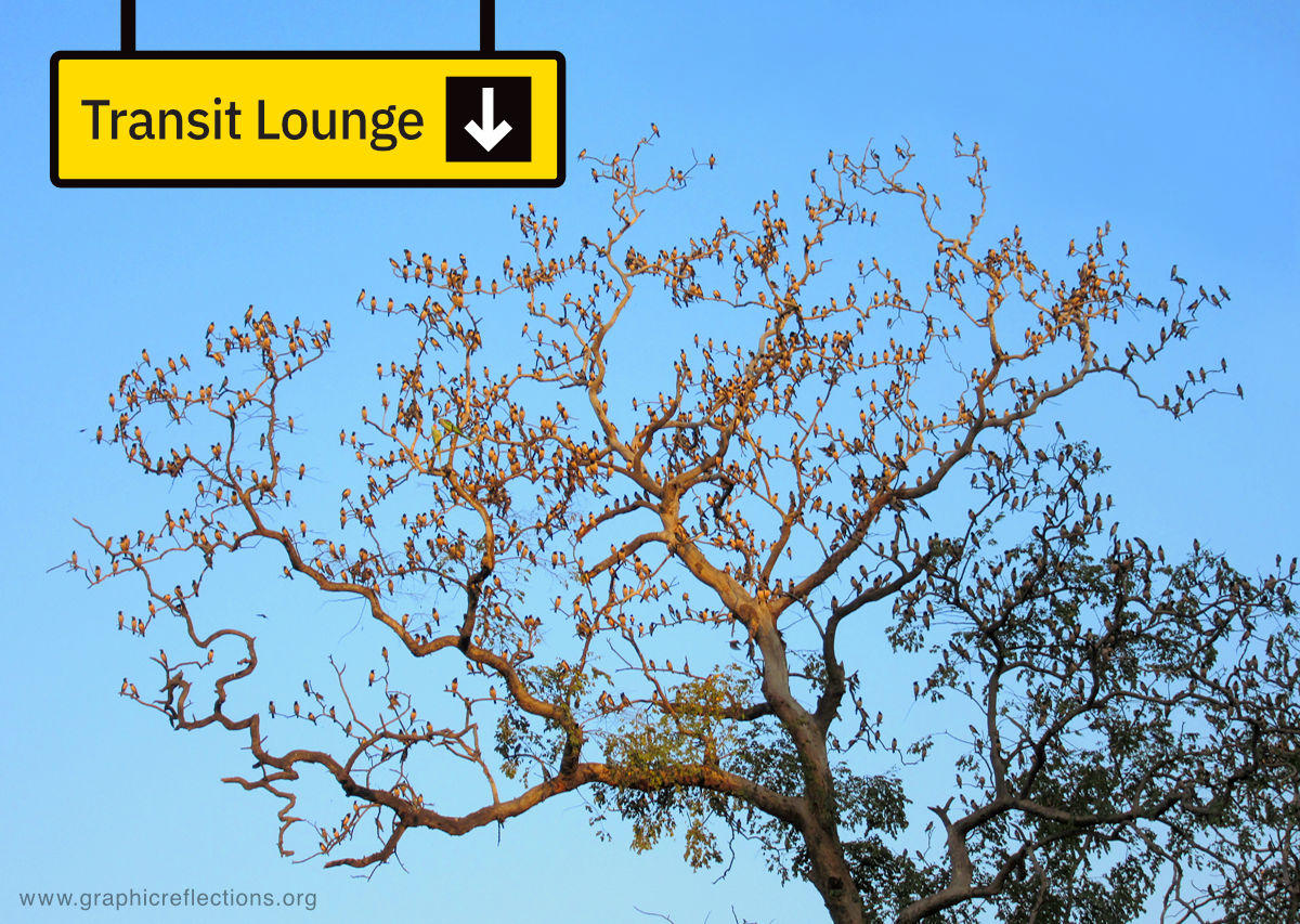 Many Rosy Starlings on a leafless tree with an airport terminal like signage of Transit Lounge above